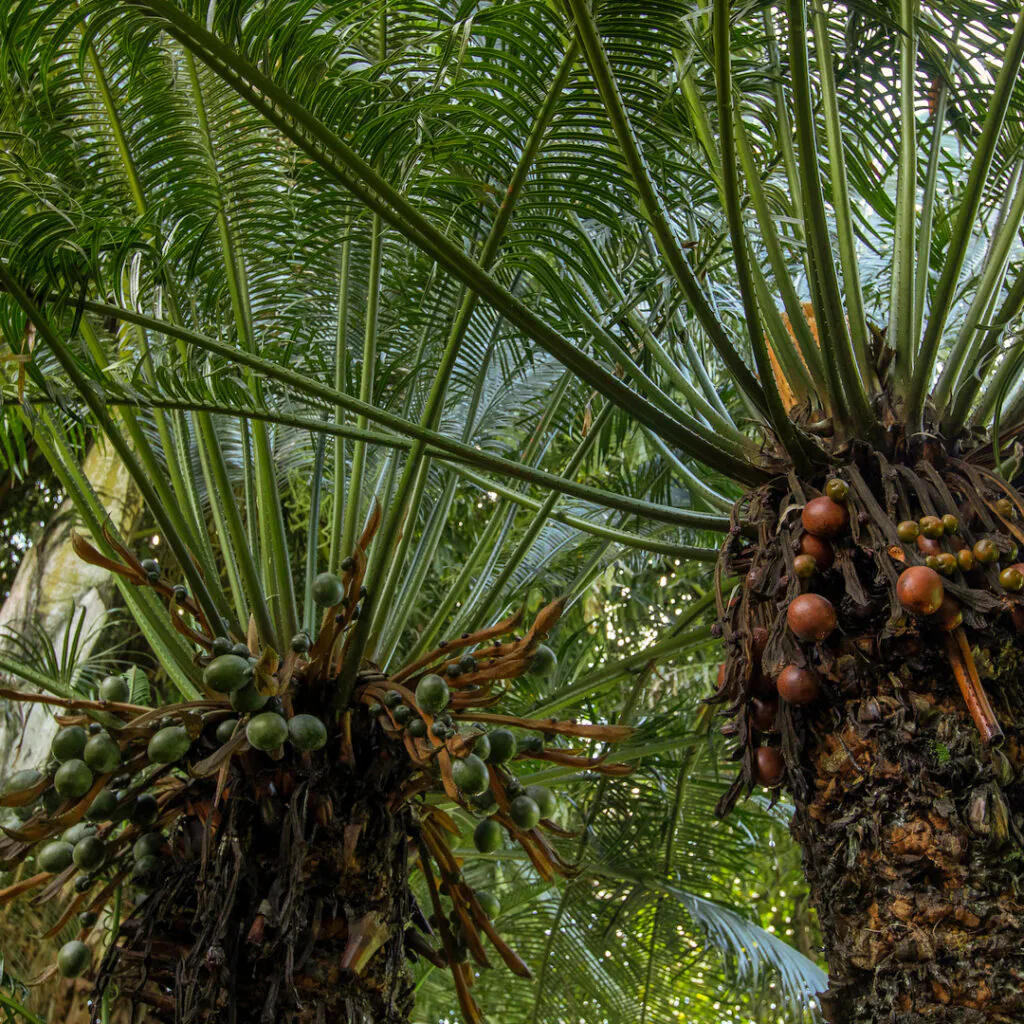 As Cicas femininas produzem sementes globosas, de cor marrom ou alaranjadas e muito tóxicas.  Foto: João Marcos Rosa/Nitro. 