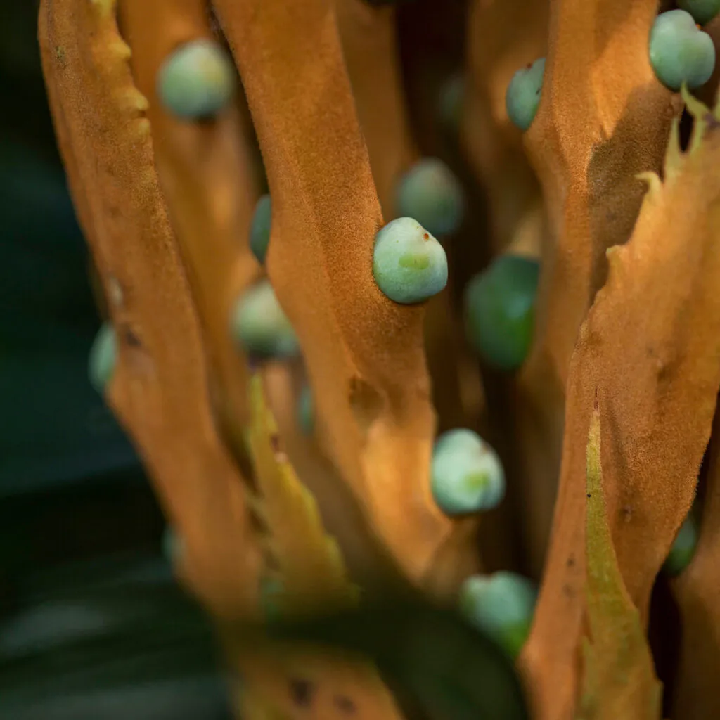No detalhe, sementes de Cycas circinalis no início do desenvolvimento. Foto: João Marcos Rosa/Nitro. 