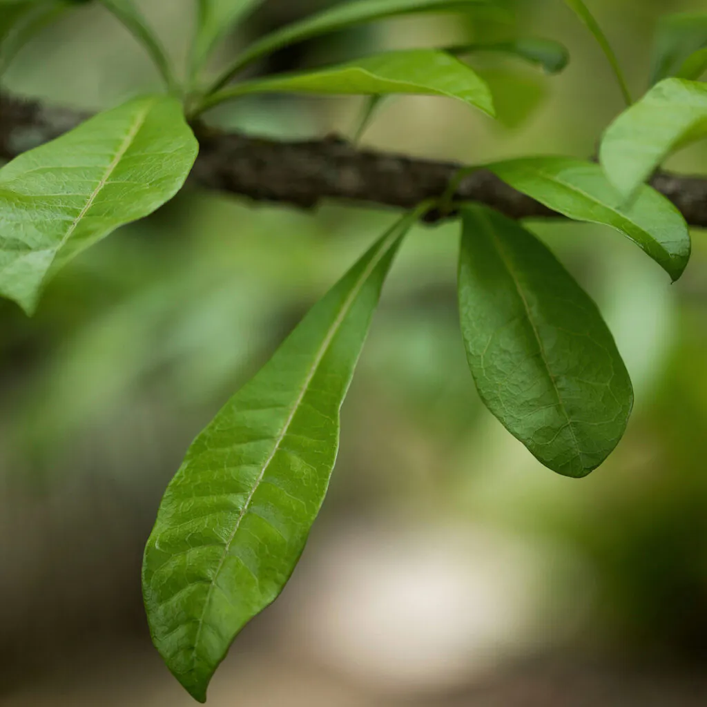 O Coité possui uma forma de crescimento torta, baixa e muito ramificada. Foto: João Marcos Rosa/Nitro. 