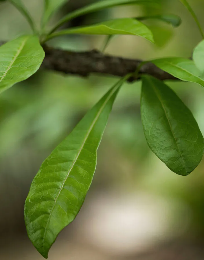 O Coité possui uma forma de crescimento torta, baixa e muito ramificada. Foto: João Marcos Rosa/Nitro. 