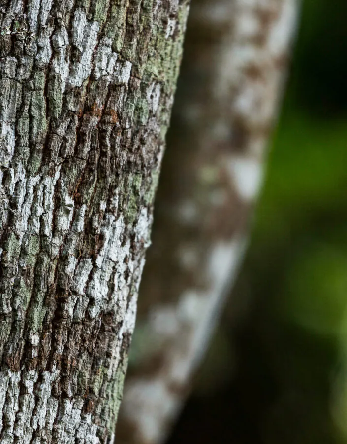 A casca, de coloração avermelhada (jovem) e marrom (adulta), pode ter até 17 mm de espessura.  Foto:João Marcos Rosa/Nitro.