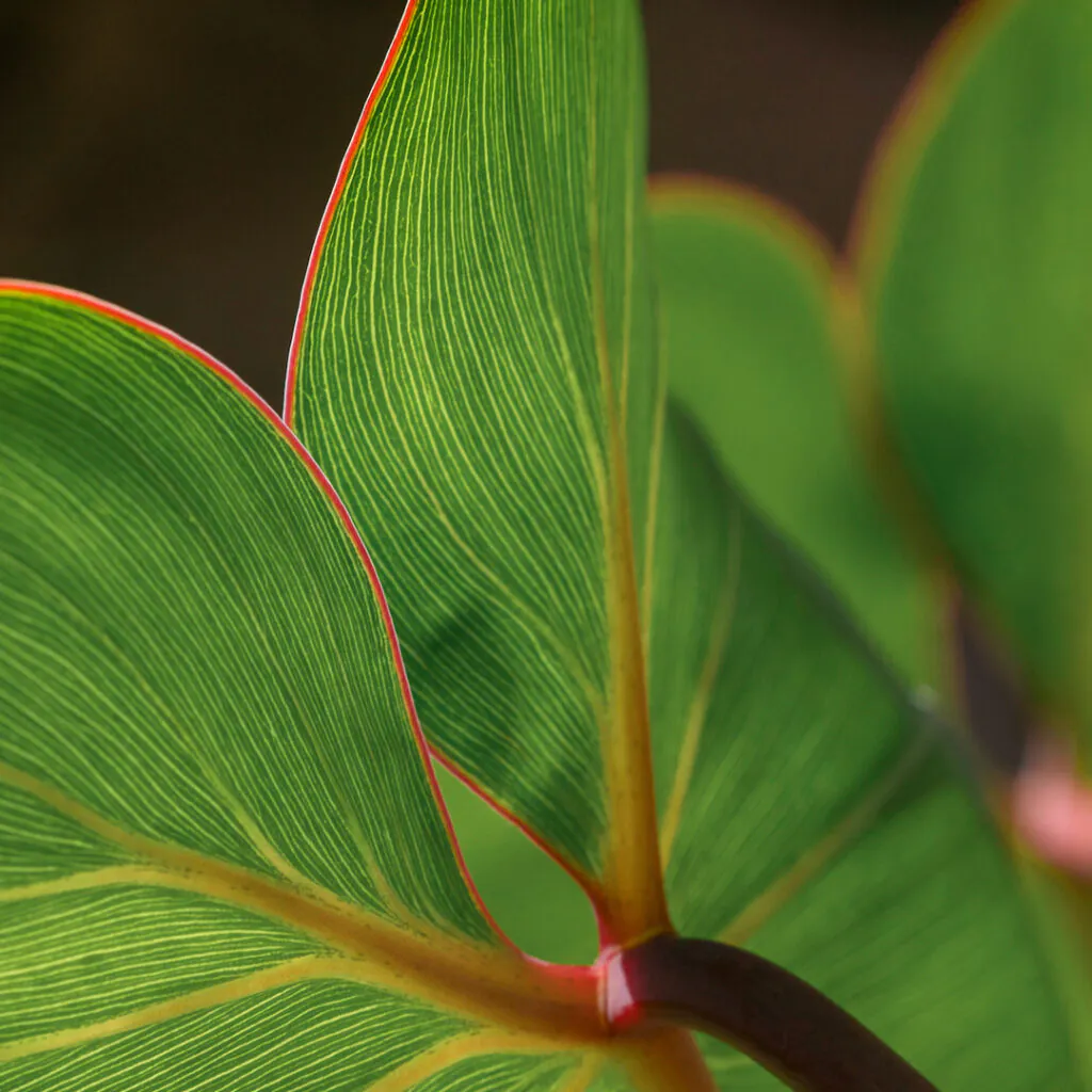 Folhagens vistosas, verdejantes e com finas bordas avermelhadas que finalizam os detalhes. Foto: João Marcos Rosa/Nitro.