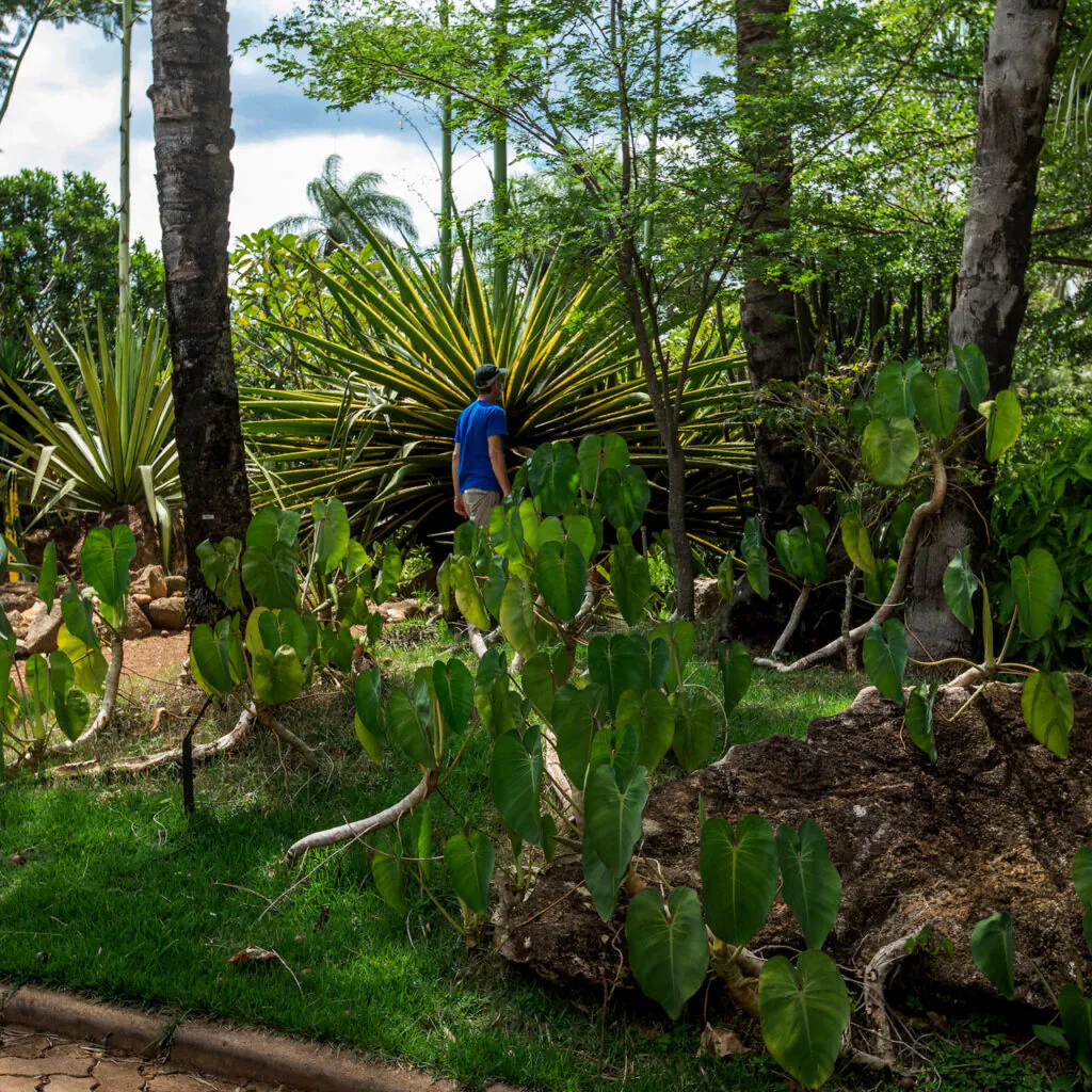 Na saída do Jardim Desértico, você se depara com a exuberância dessa planta. Foto: João Marcos Rosa/Nitro. 
