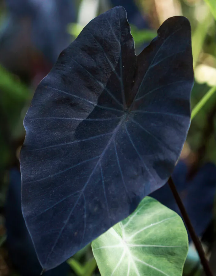Constraste entre as folhas do Inhame-roxo encantam os visitantes do Inhotim.  Foto:João Marcos Rosa/Nitro.