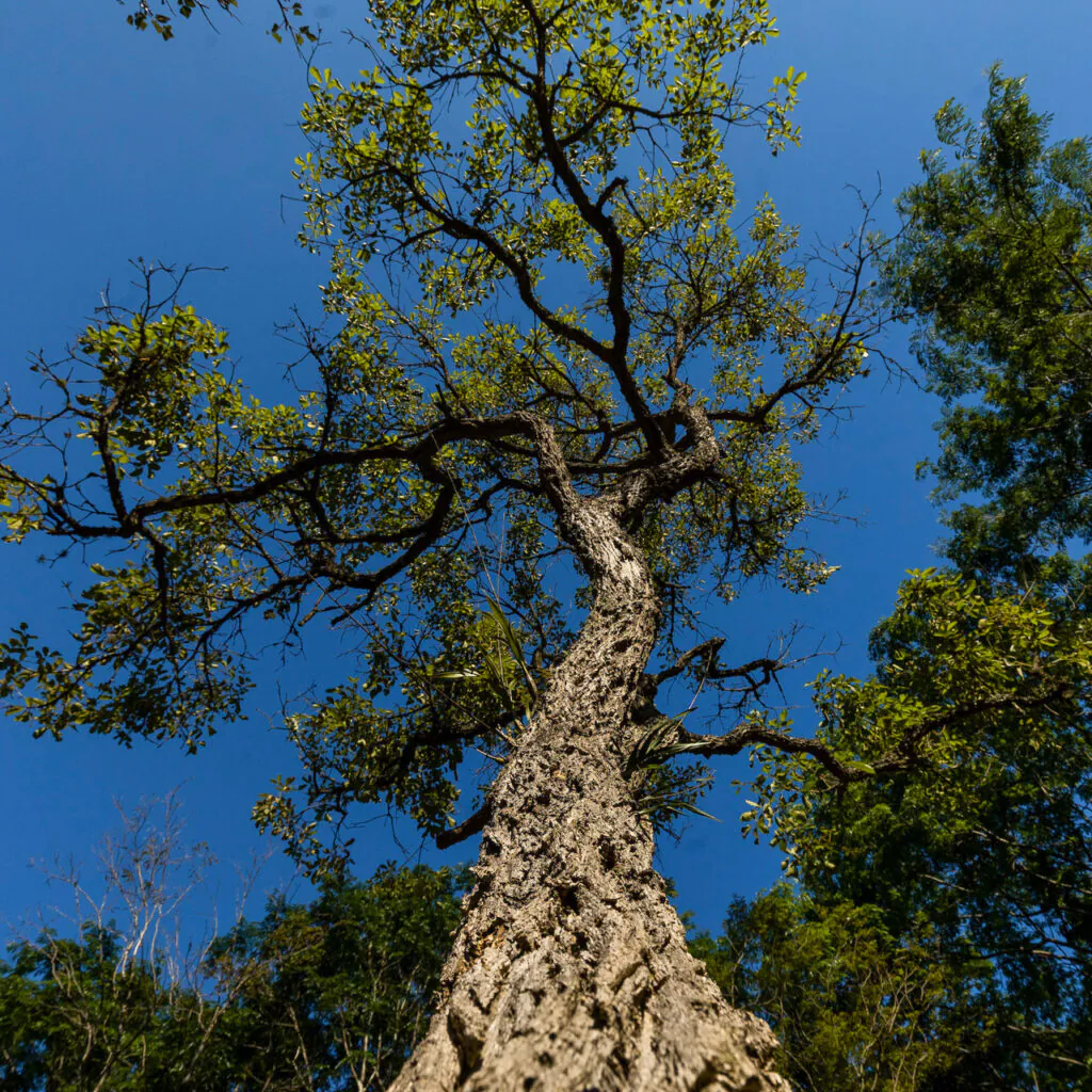 A floração acontece no inverno e é possível ver de longe a exuberância das flores amarelas. Foto: João Marcos Rosa/Nitro. 
