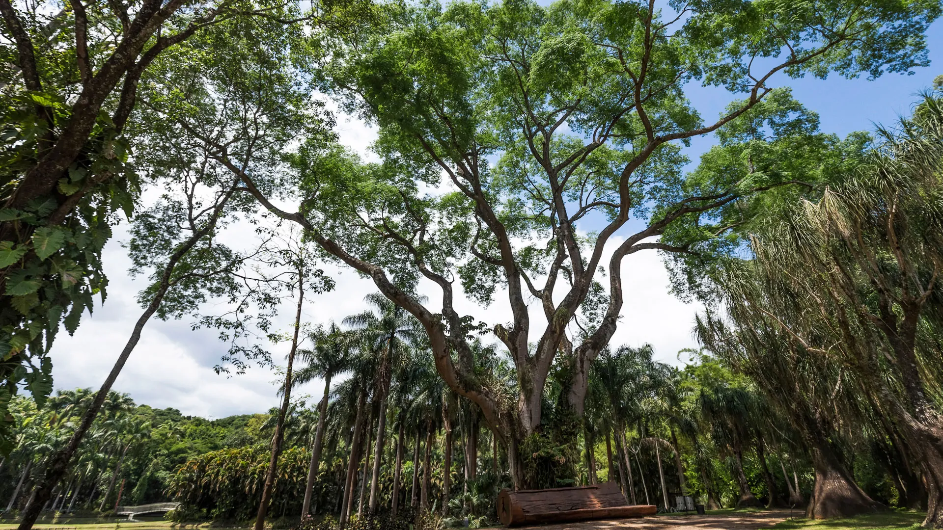 A árvore, presente desde quando ali ainda era uma fazenda, é testemunha da história do Instituto Inhotim. Foto:João Marcos Rosa/Nitro