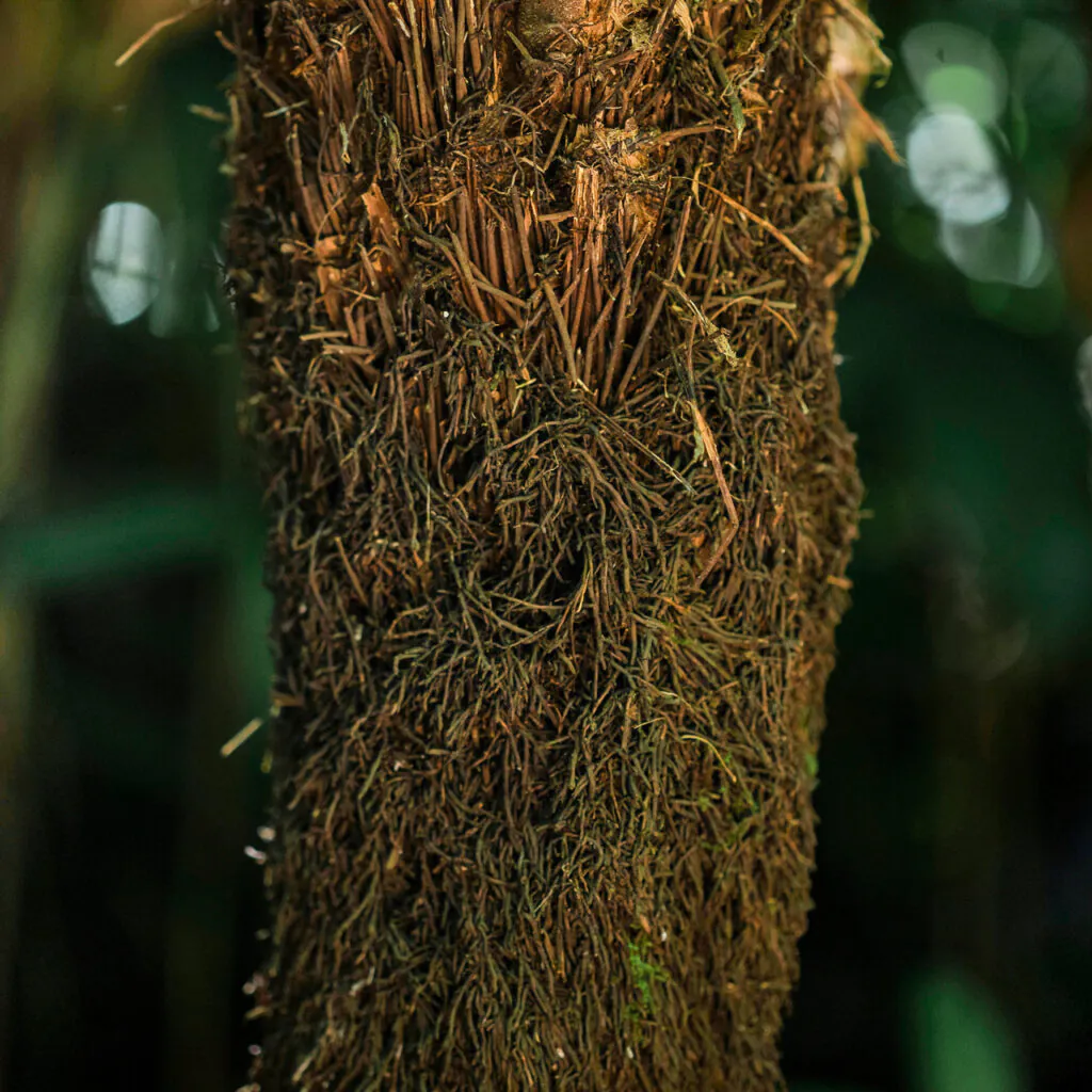 É uma planta de tronco fibroso e espesso, considerada "Em perigo". Foto: João Marcos Rosa/Nitro. 