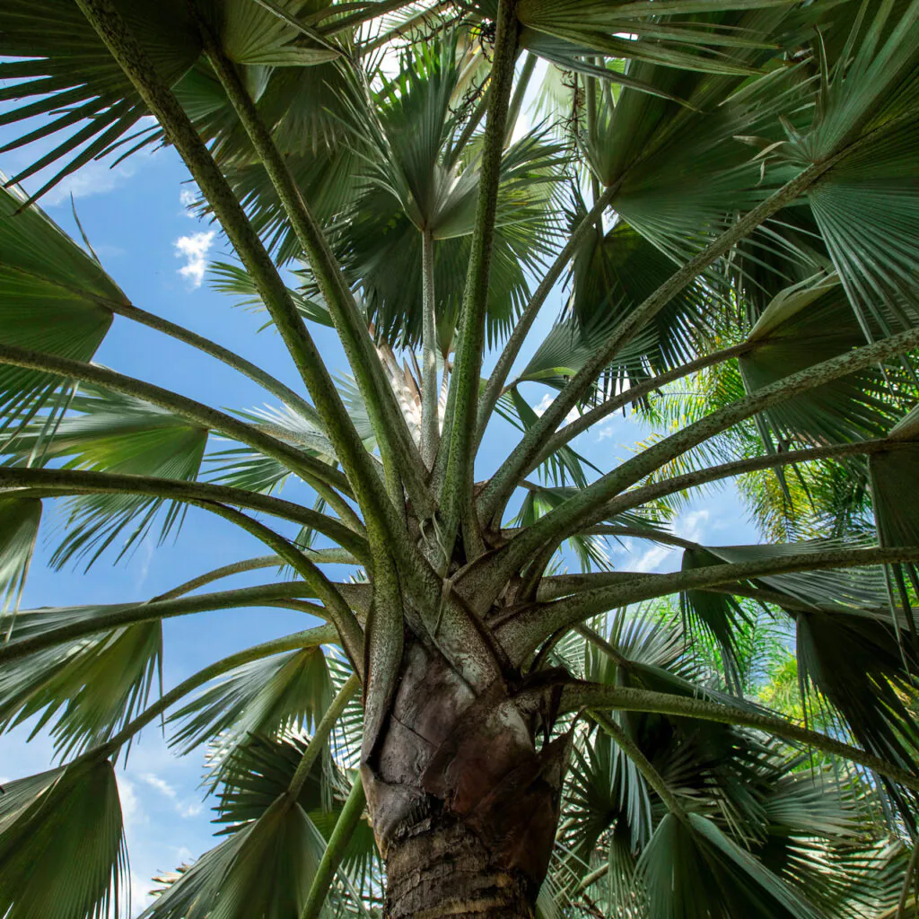 Cada palmeira possui cerca de 20 folhas, que quando velhas, caem deixando marcas no caule. Foto:João Marcos Rosa/Nitro.