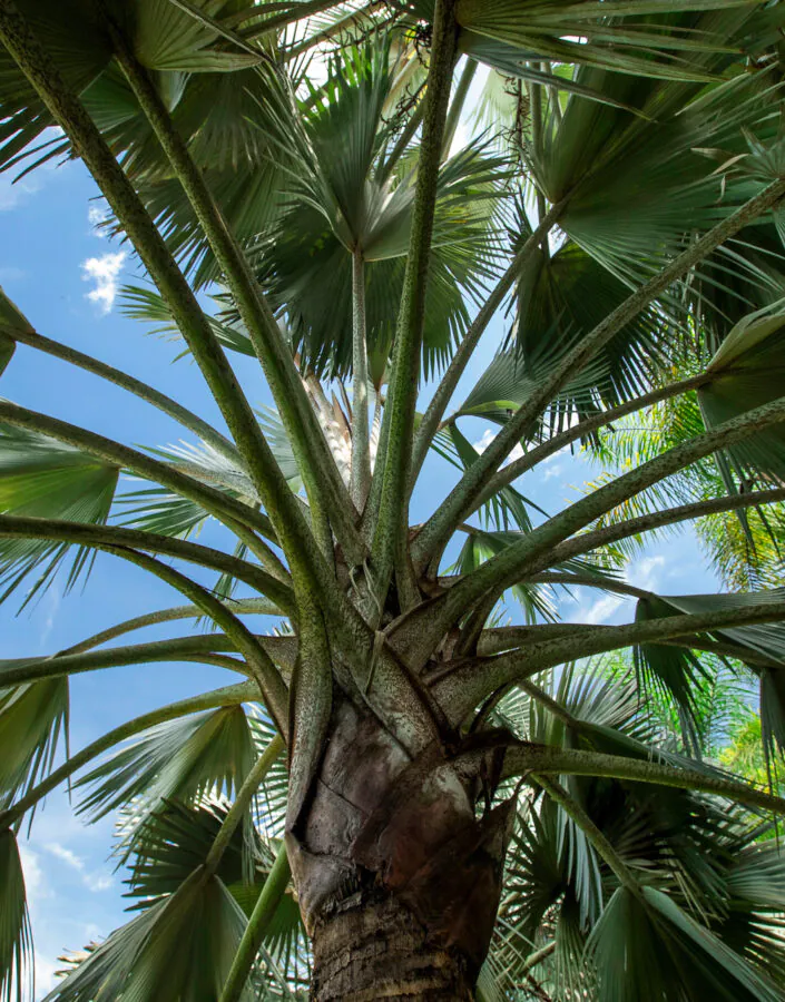 Cada palmeira possui cerca de 20 folhas, que quando velhas, caem deixando marcas no caule. Foto:João Marcos Rosa/Nitro.
