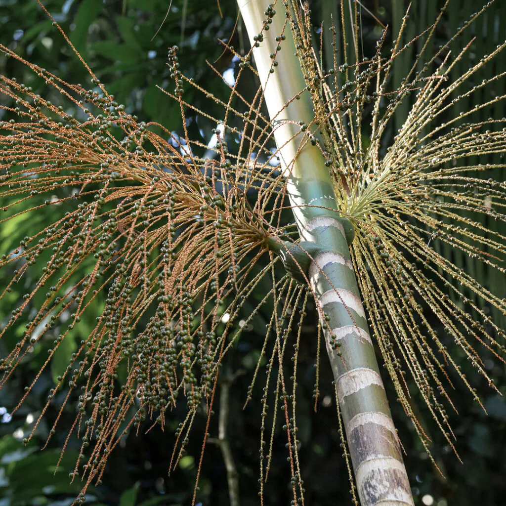 O estipe dessa palmeira foi muito utilizado por povos tradicionais para construção de moradias.Foto: João Marcos Rosa/Nitro.