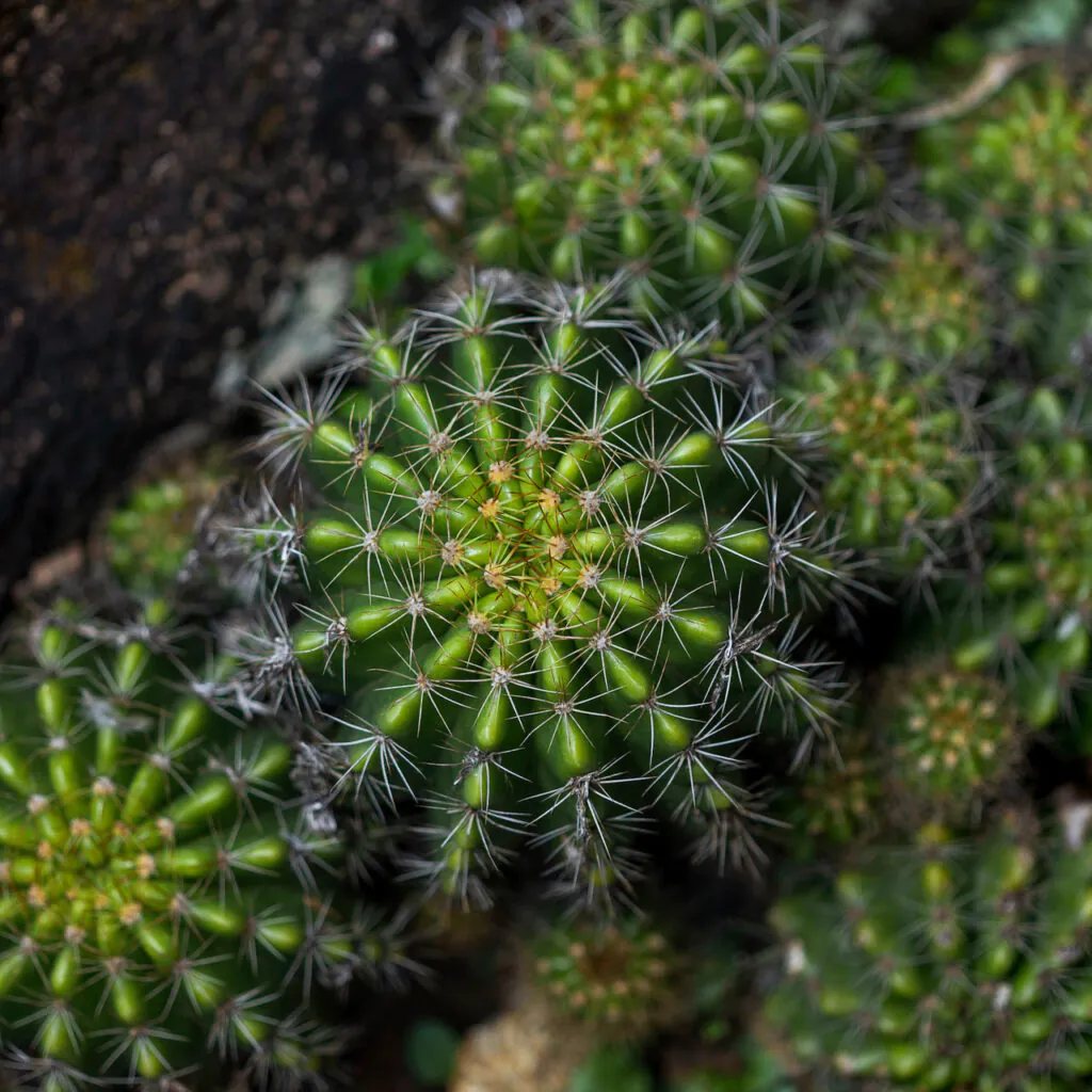 Os espinhos são folhas modificadas que protegem a planta e evitam a perda de água. Foto:João Marcos Rosa/Nitro