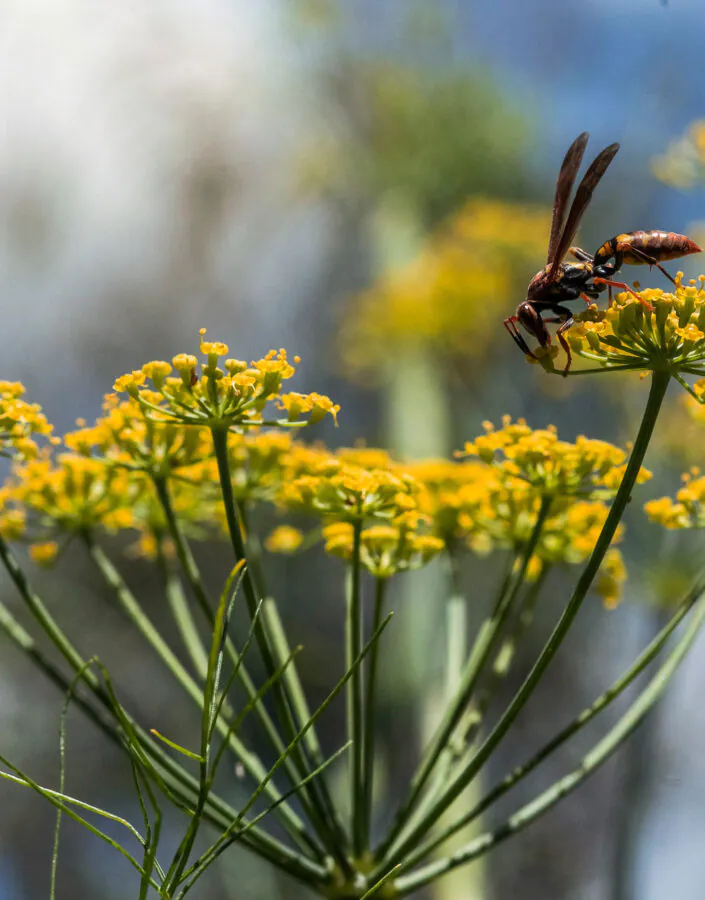 Os insetos são importantes polinizadores, levando os grãos de pólen de uma flor para outra. Foto:João Marcos Rosa/Nitro