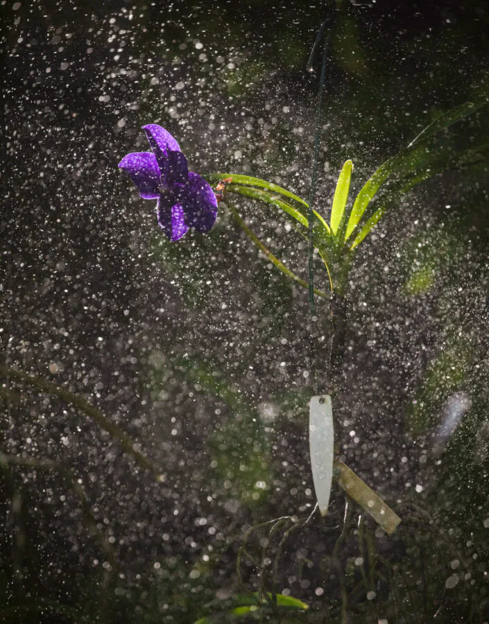 Aspersores de água são acionados diariamente para garantir a umidade necessária para as espécies. Foto:João Marcos Rosa/Nitro