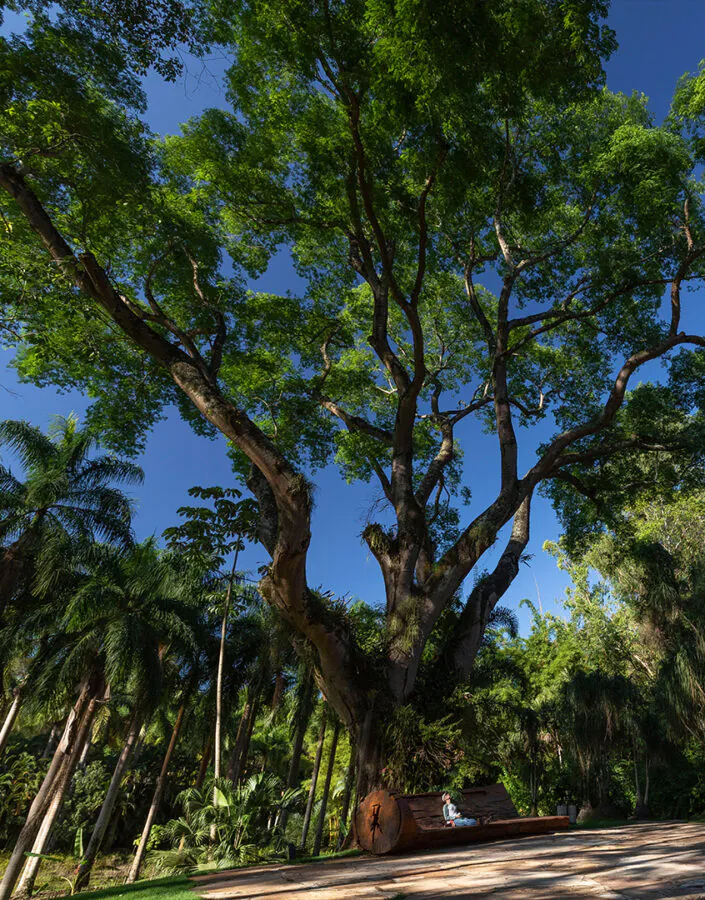 A árvore, presente desde quando ali ainda era uma fazenda, é testemunha da história do Instituto Inhotim.