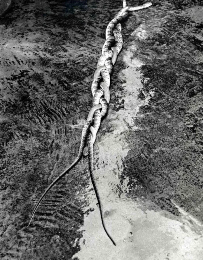 Obra Vanguarda Viperina, 1985, Tunga. Acervo de arte contemporânea Inhotim