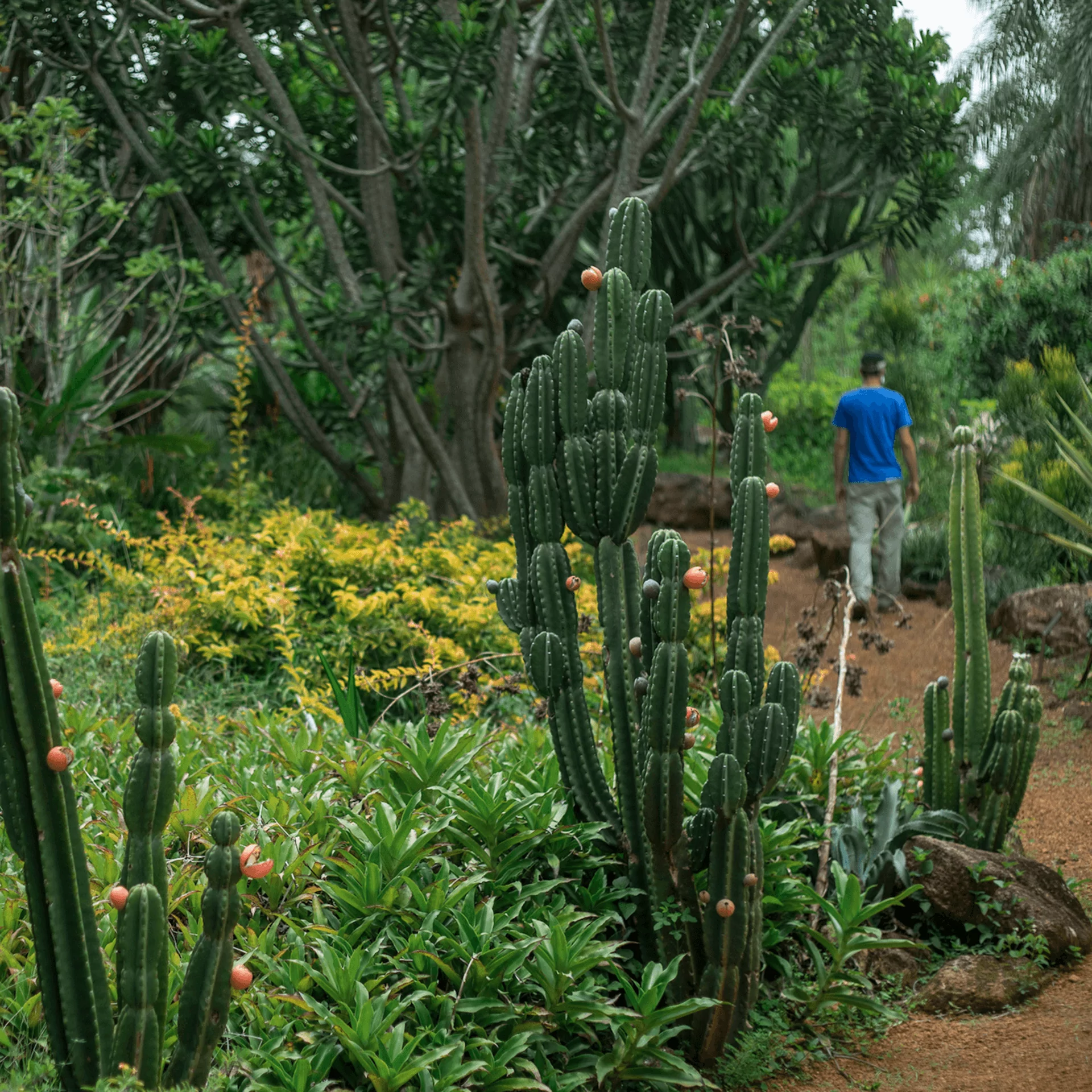 Along the paths and gardens, Inhotim’s Botany Curator guides visitors on this mediated visit. Photo: João Marcos Rosa/Nitro