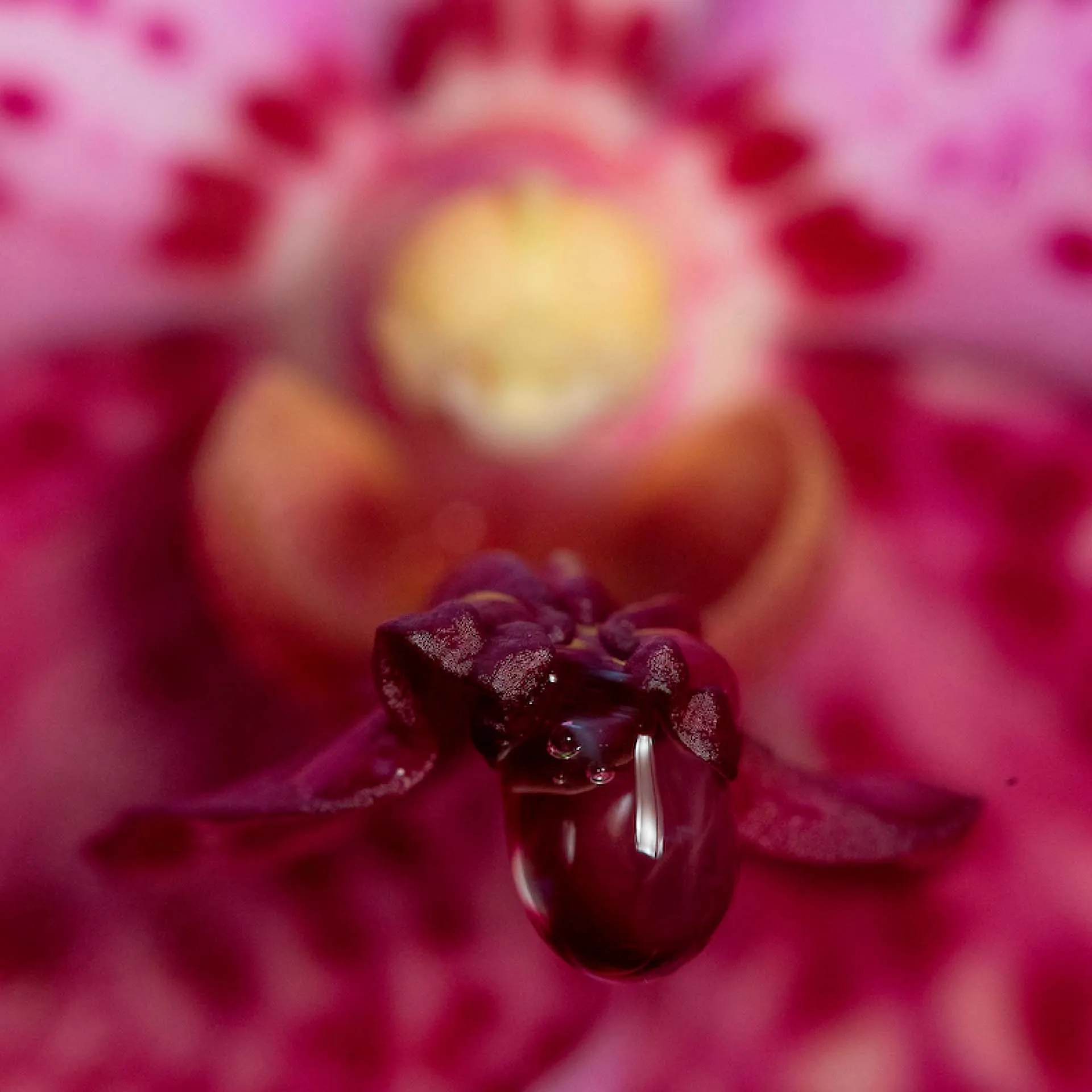 As orquídeas são plantas fascinantes. Consideradas símbolos de pureza, perfume e graça, as orquídeas pertencem à família botânica Orchidaceae Foto: João Marcos Rosa