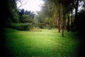 Raquel Garbelotti, A clareira, 2000, fotografia, 100 x 150 x 8 cm