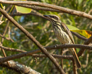 inhotim podcast deslocamentos bem te vi rajado