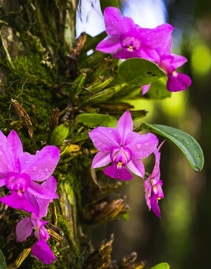 Largo das Orquídeas: jardim temático dedicado às Cattleyas walkerianas. Foto: Brendon Campos