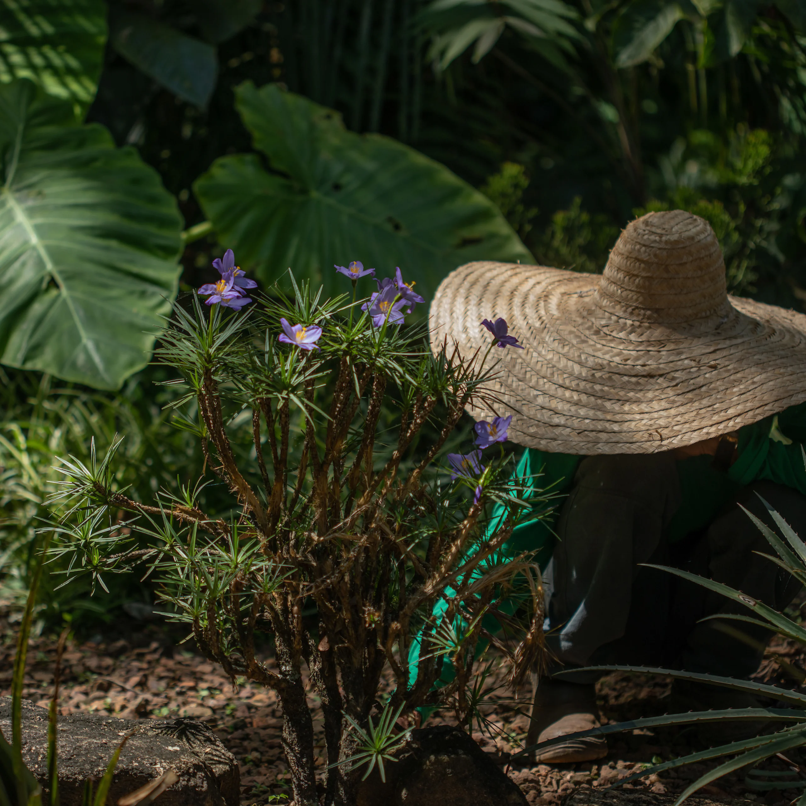 Entre as atividades, estão programadas três oficinas educativas abertas ao público de todas as idades.  