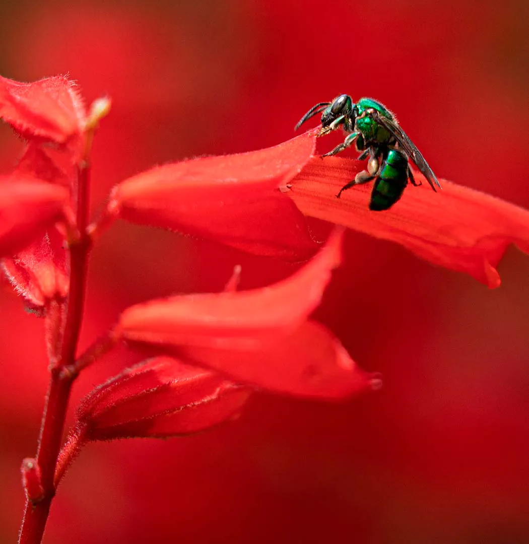 The Educational Plant Nursery is getting its own Meliponary! 