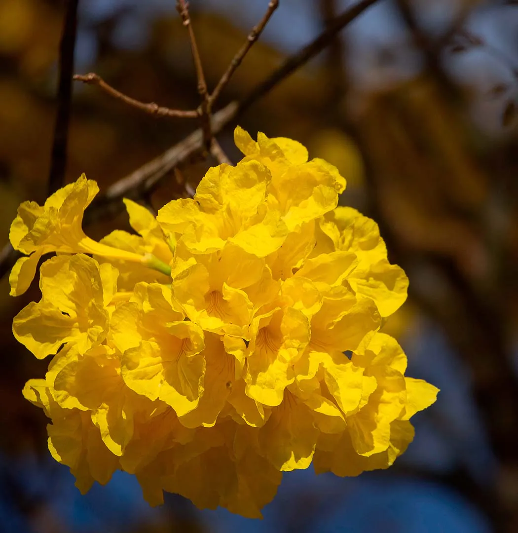 A programação conta com a participação de profissionais das áreas de paisagismo, pesquisa e educação. Foto João Marcos Rosa