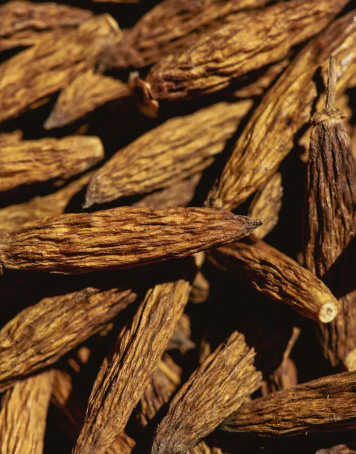 Na Semana do Cerrado, o Inhotim preparou uma programação e gratuita que te convida a conhecer o bioma e entender o nosso papel na sua conservação. Foto: Bruno Figueiredo/Área de Serviço