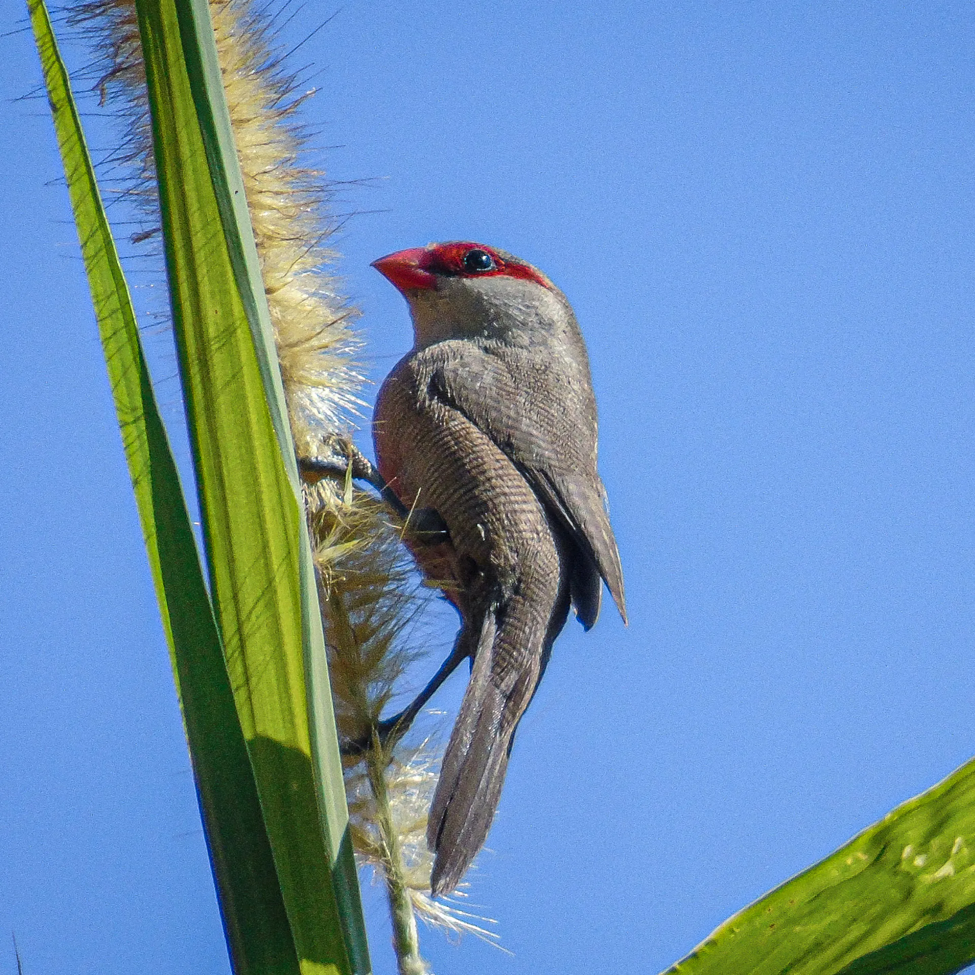 Na Semana do Cerrado, o Inhotim preparou uma programação e gratuita que te convida a conhecer o bioma e entender o nosso papel na sua conservação. Foto: Phillipe Nicolau Mariano