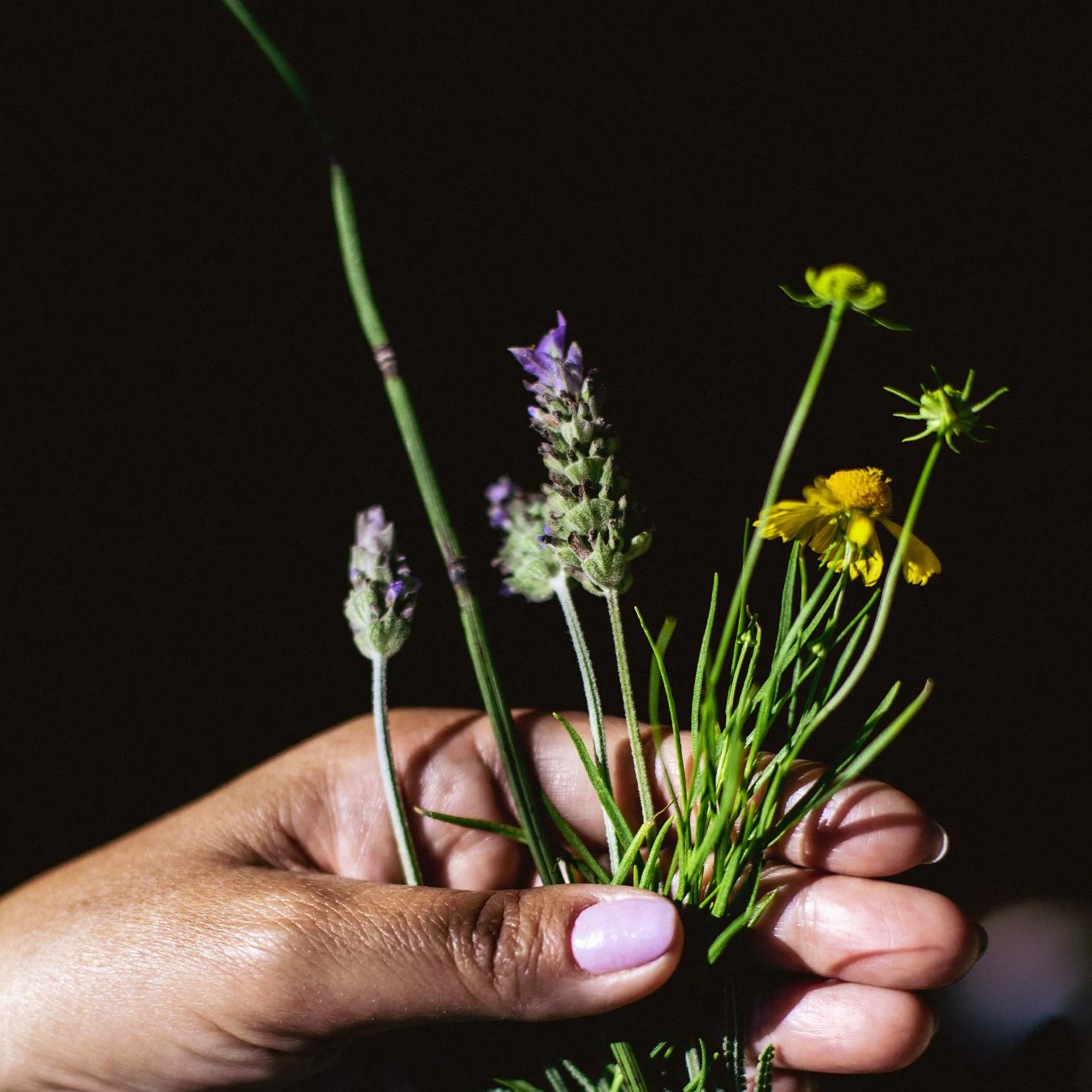 inhotim-jardim-sentidos-lavanda-alecrim-visita-mediada-foto-Bruno-Figueiredo 2