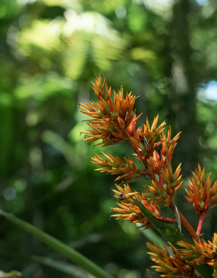 The Semana do Cerrado is an opportunity to learn more about this biome and understand how we can conserve it. Photo: João Marcos Rosa/NITRO.