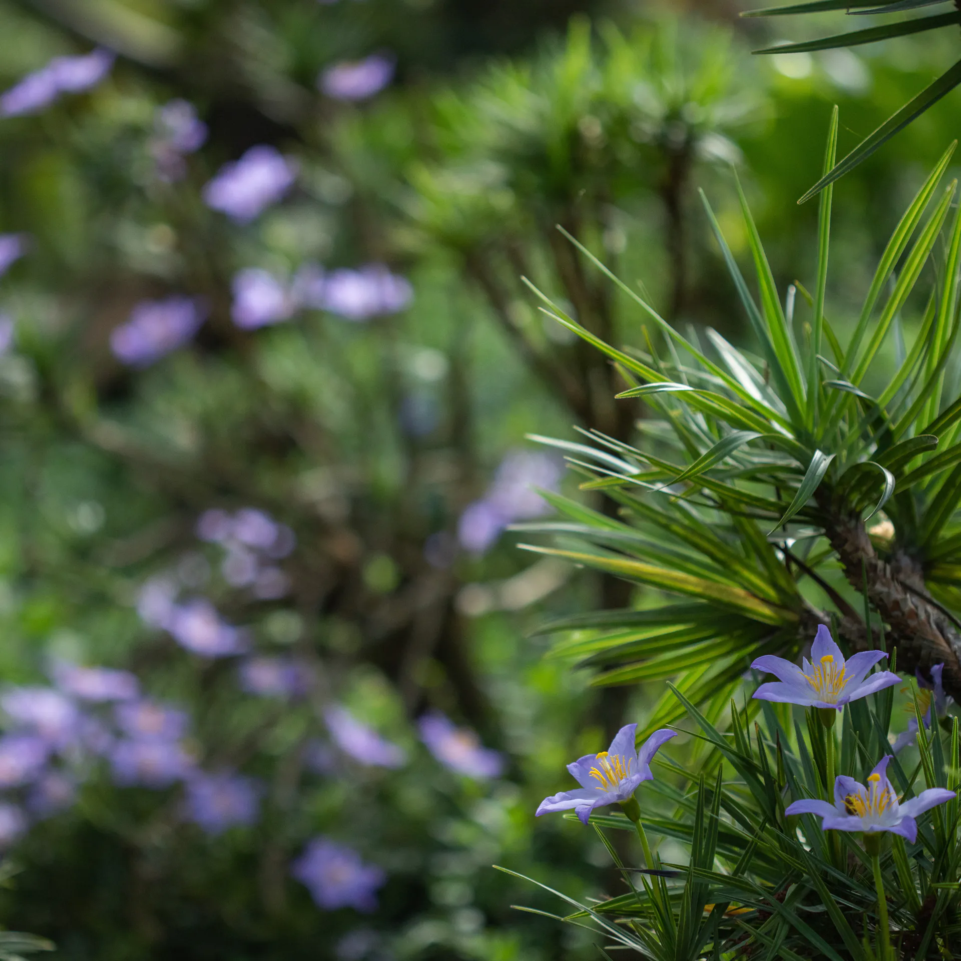 The Semana do Cerrado is an opportunity to learn more about this biome and understand how we can conserve it. Photo: João Marcos Rosa/NITRO.