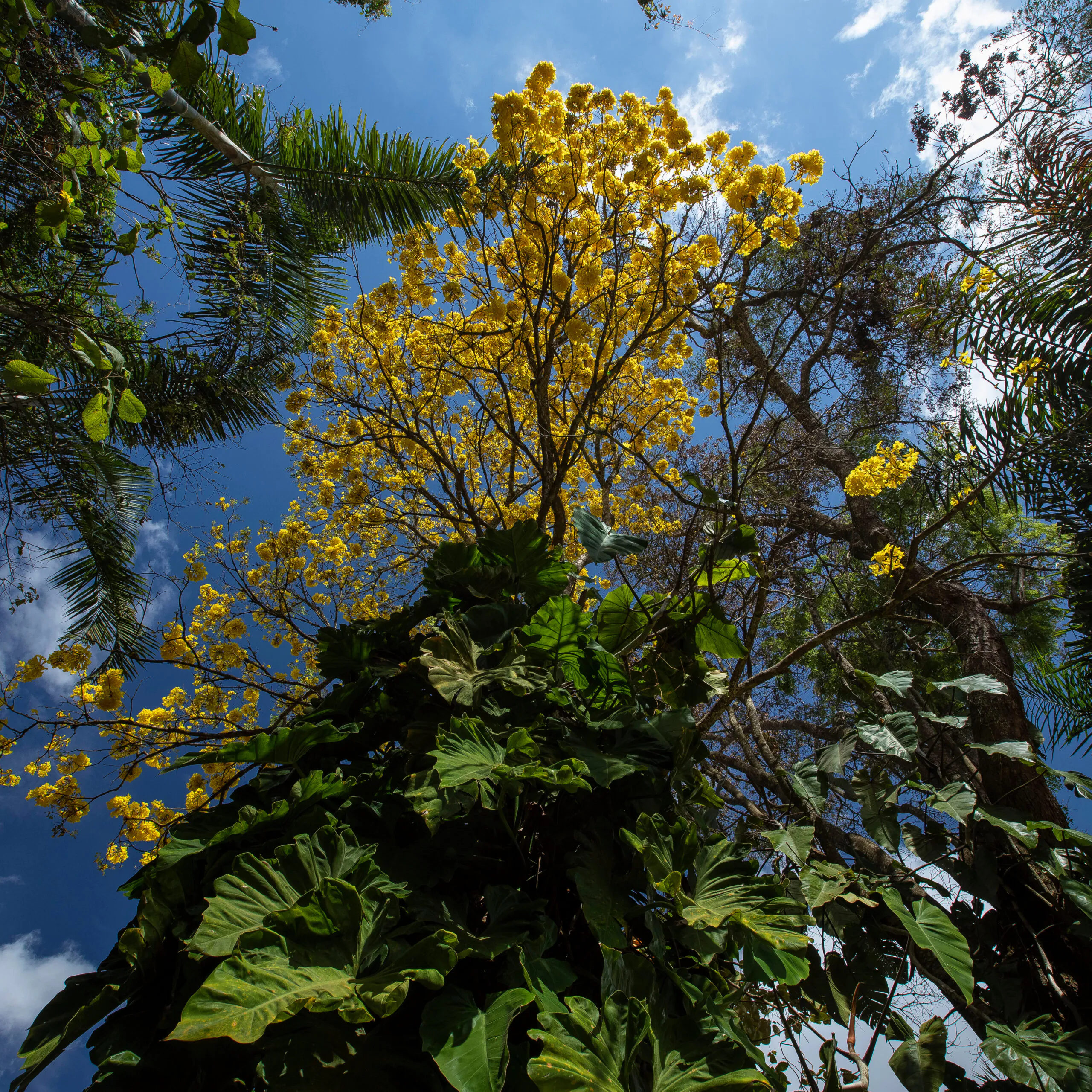 ipê-amarelo (Handroanthus albus). Nos 16 anos do Inhotim, arte, natureza, música e dança estão cada vez mais conectadas. Foto: João Marcos Rosa/NITRO.