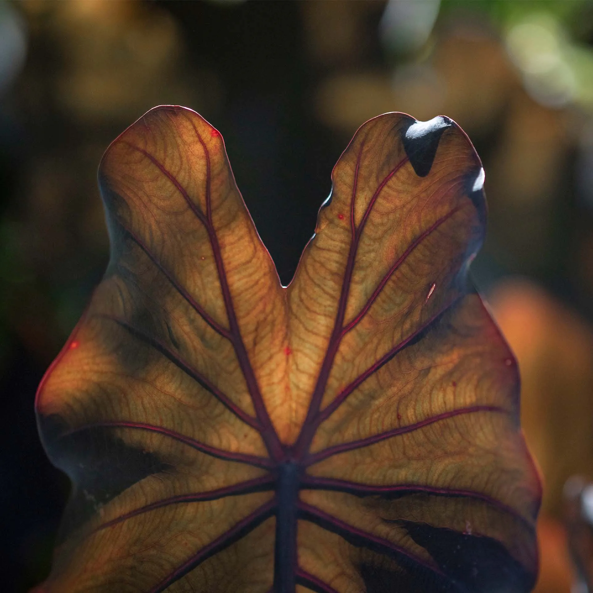 Visita tematica Cor e Luz no Inhotim