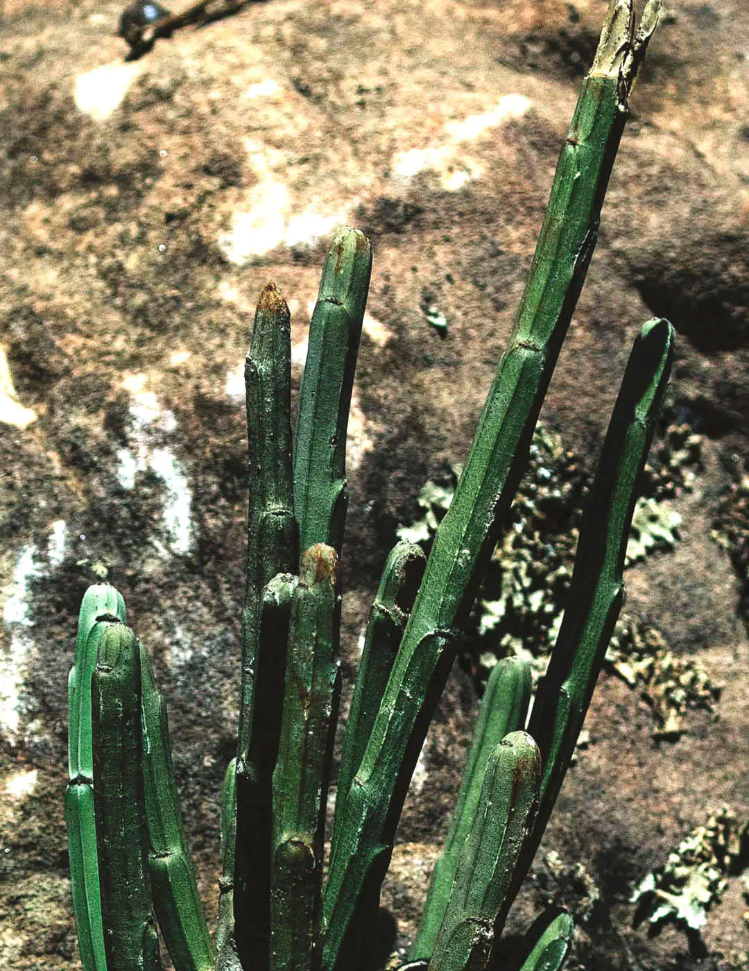 INH TT Euphorbia phosphorea trat