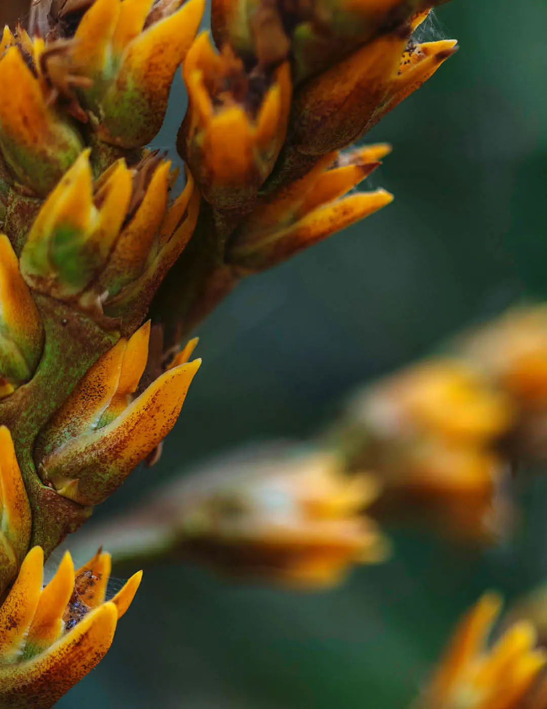 INH TT acuma-branco2 trat