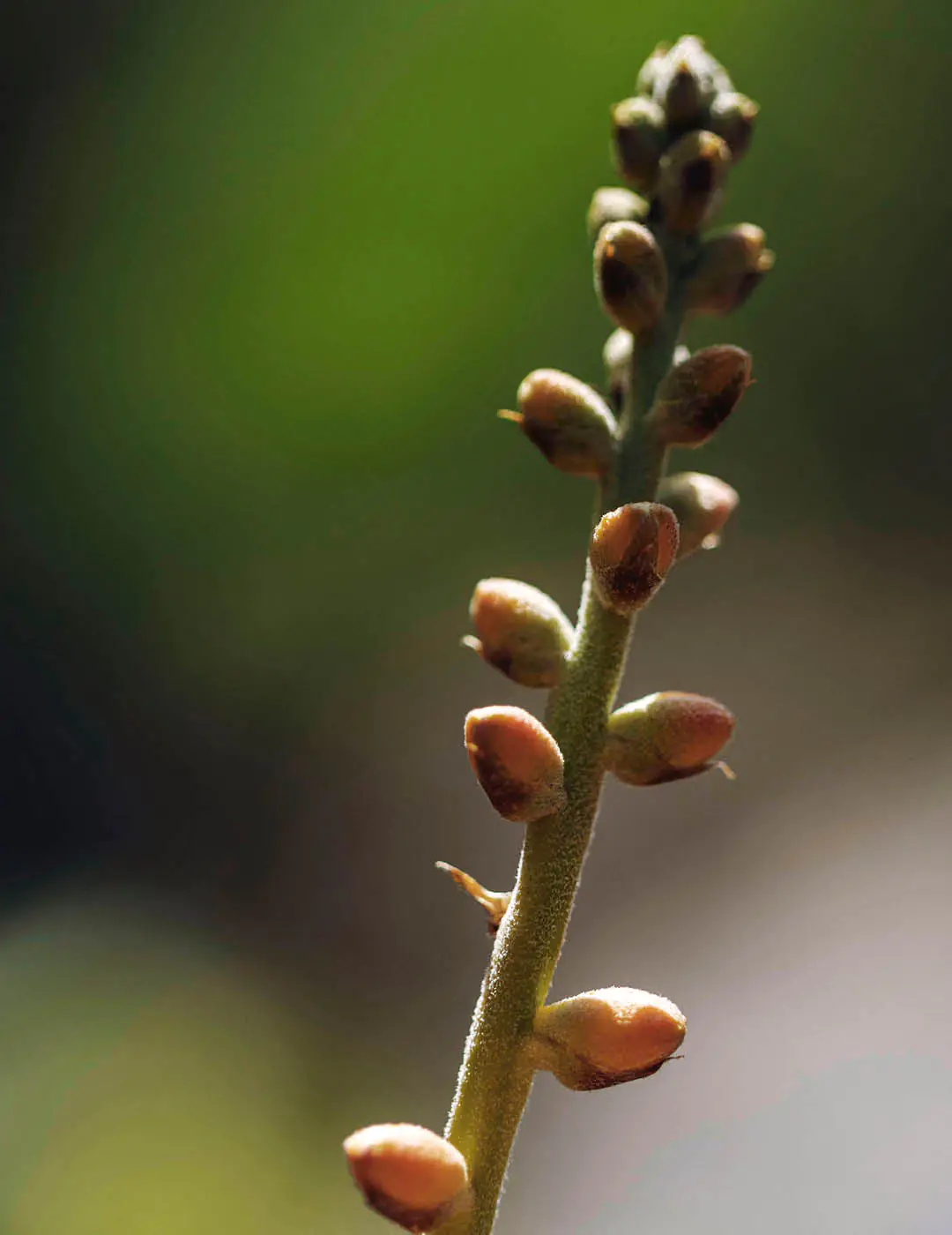INH TT bromelia dyckia trat