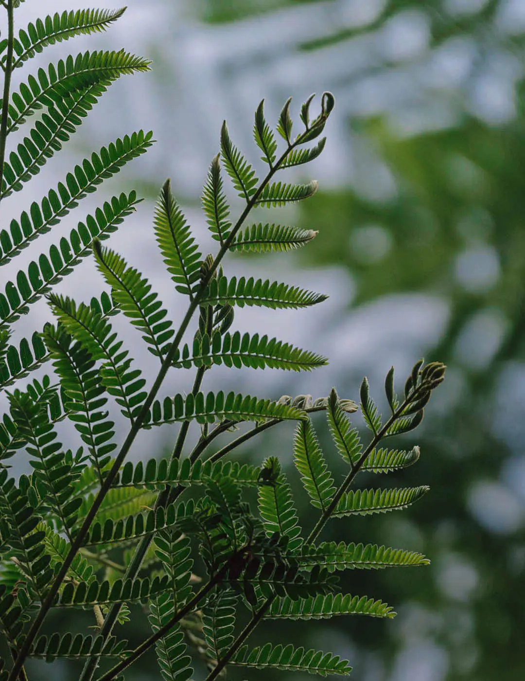 INH TT canafistula2 trat