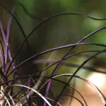 INH TT canela-de-ema barbacenia trat