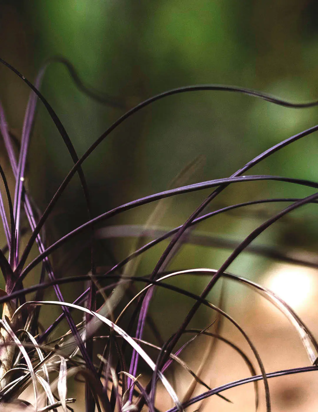 INH TT canela-de-ema barbacenia trat