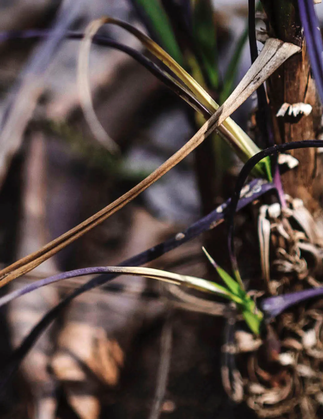 INH TT canela-de-ema vellozia trat