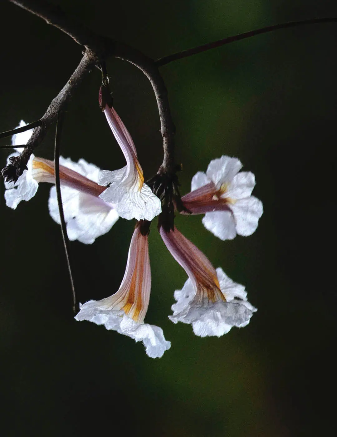 INH TT ipe-branco2 trat