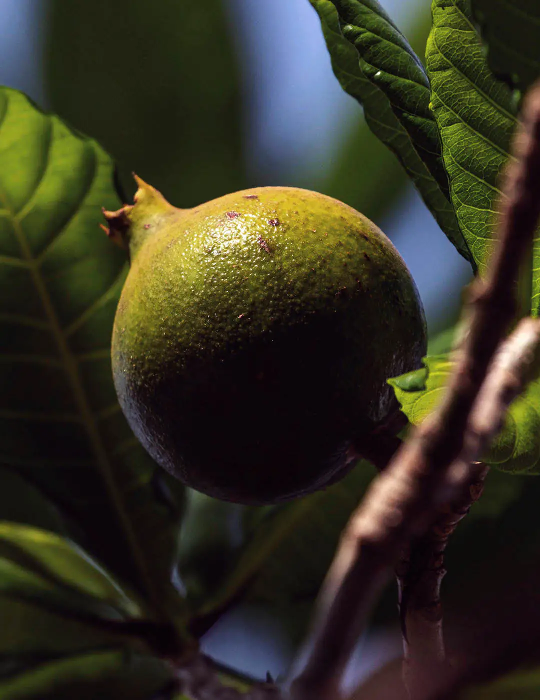 INH TT jenipapo2 trat