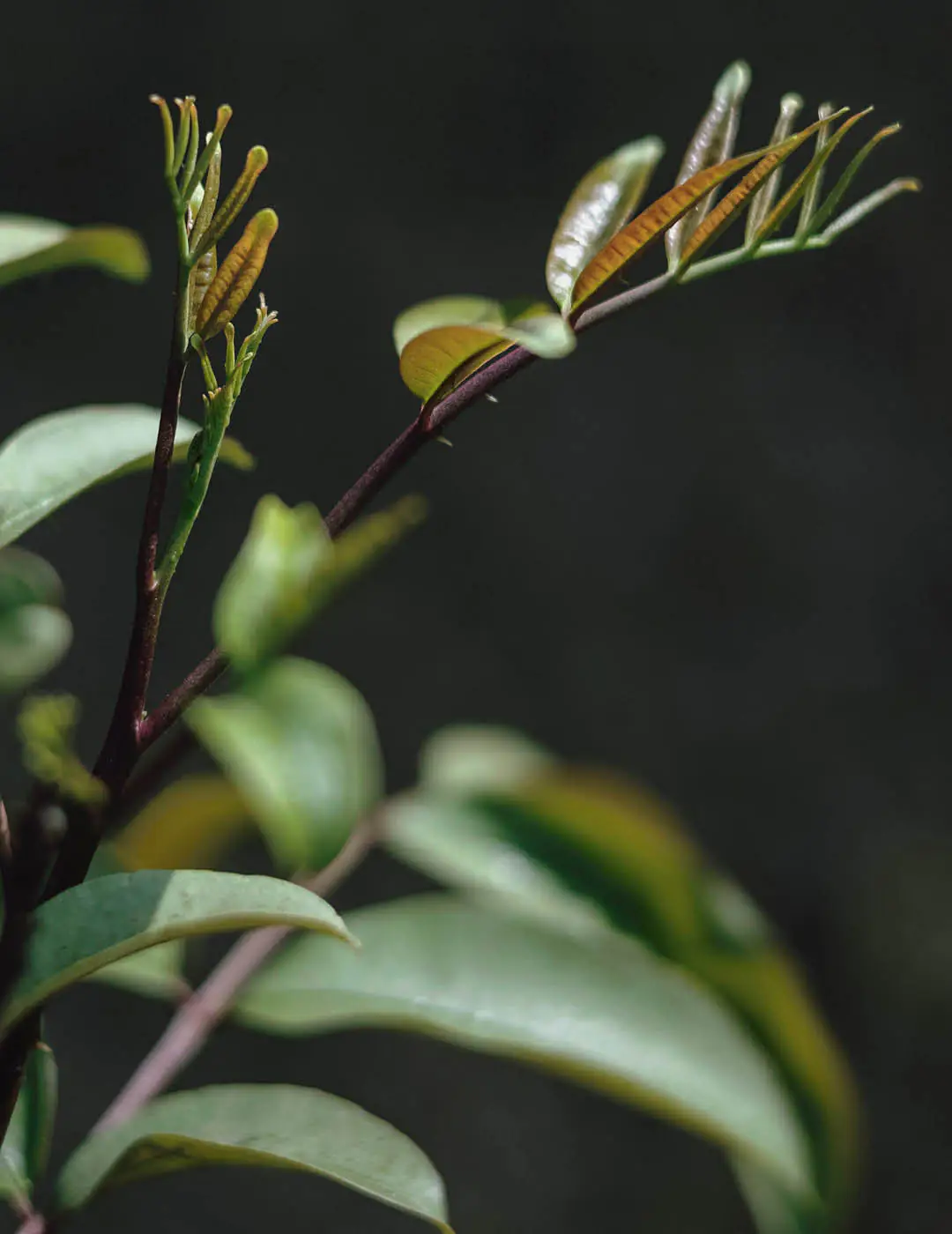 INH TT mamica-de-porca2 trat