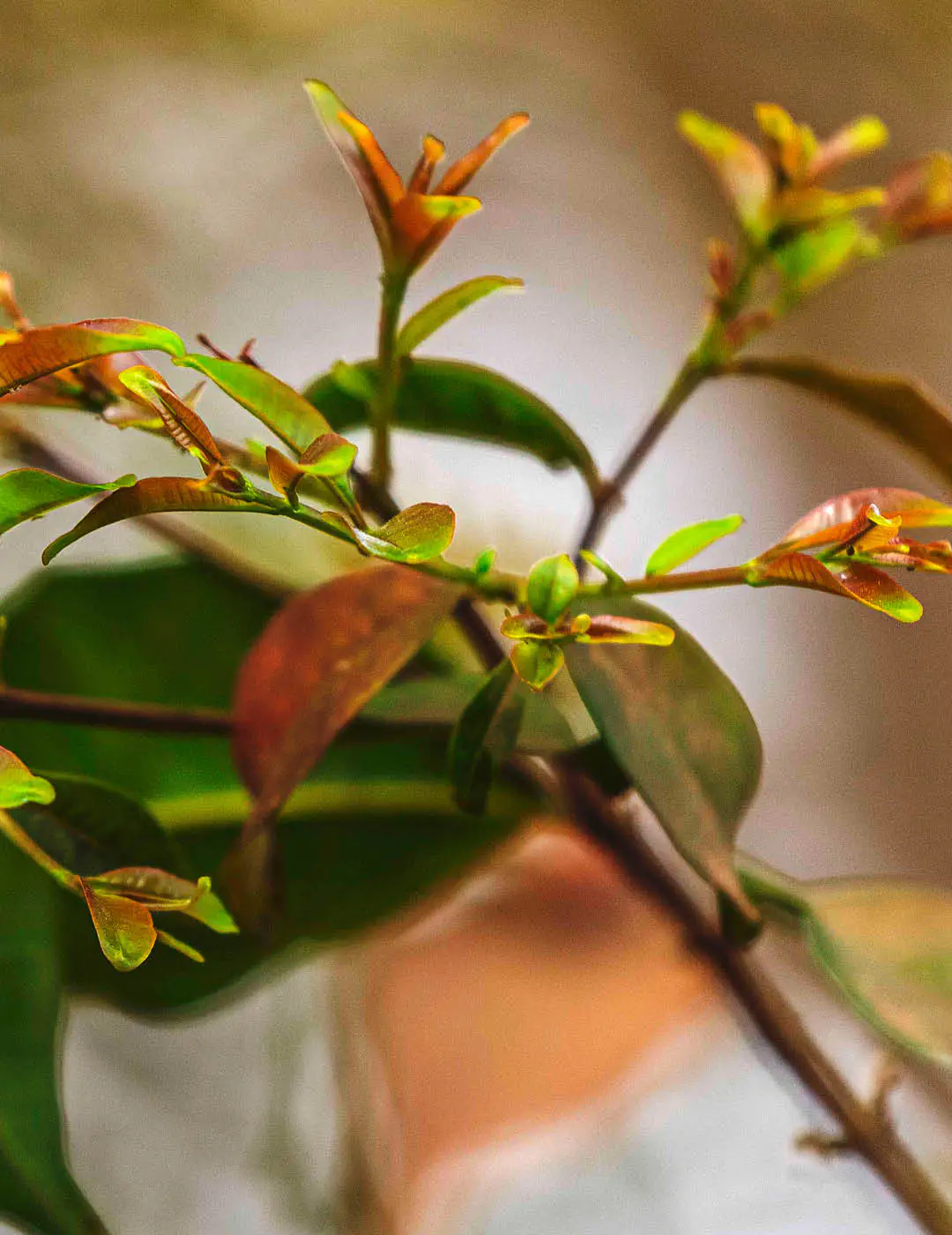 INH TT mirindiba-rosa2 trat