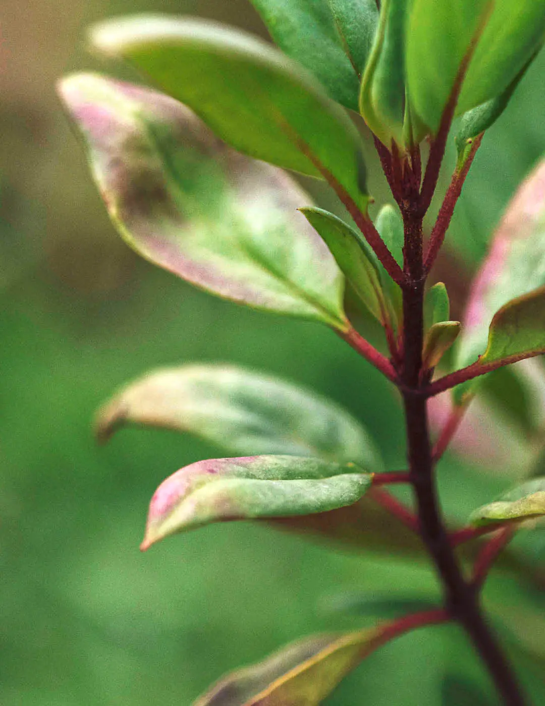 INH TT reseda-amarelo2 trat