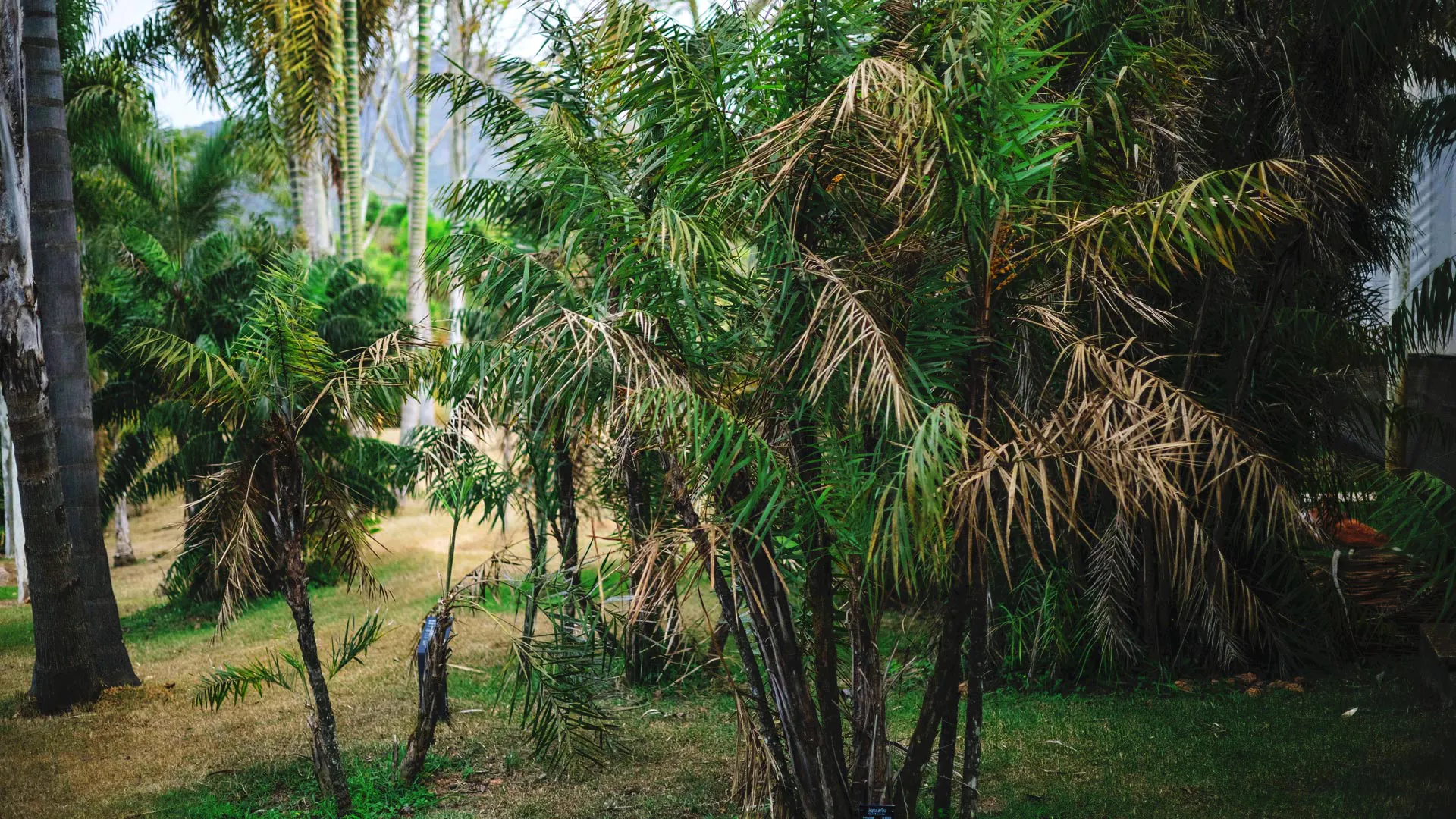 Acumã-branco em um dos jardins do Inhotim. As cores das folhas variam entre verde e marrom.