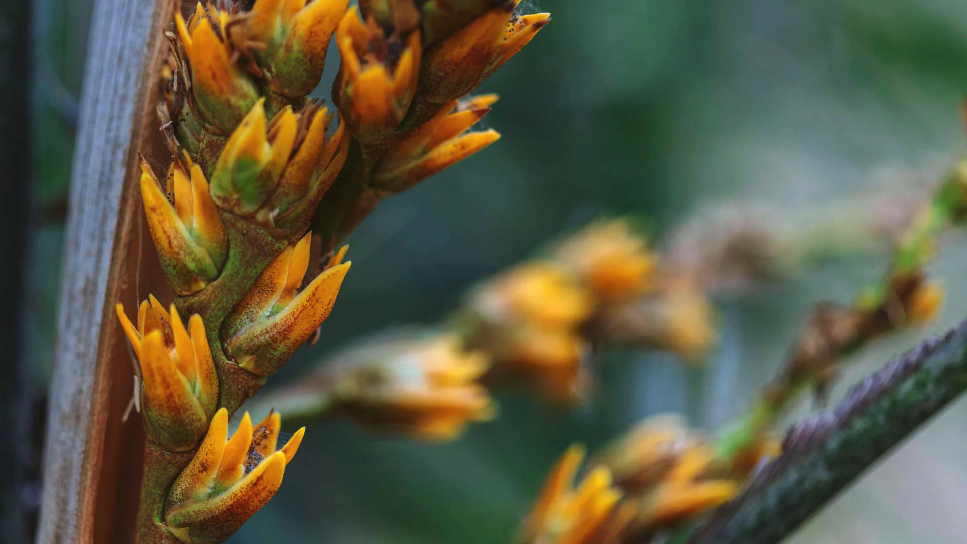 Flores da palmeira acumã-branco têm coloração amarela.