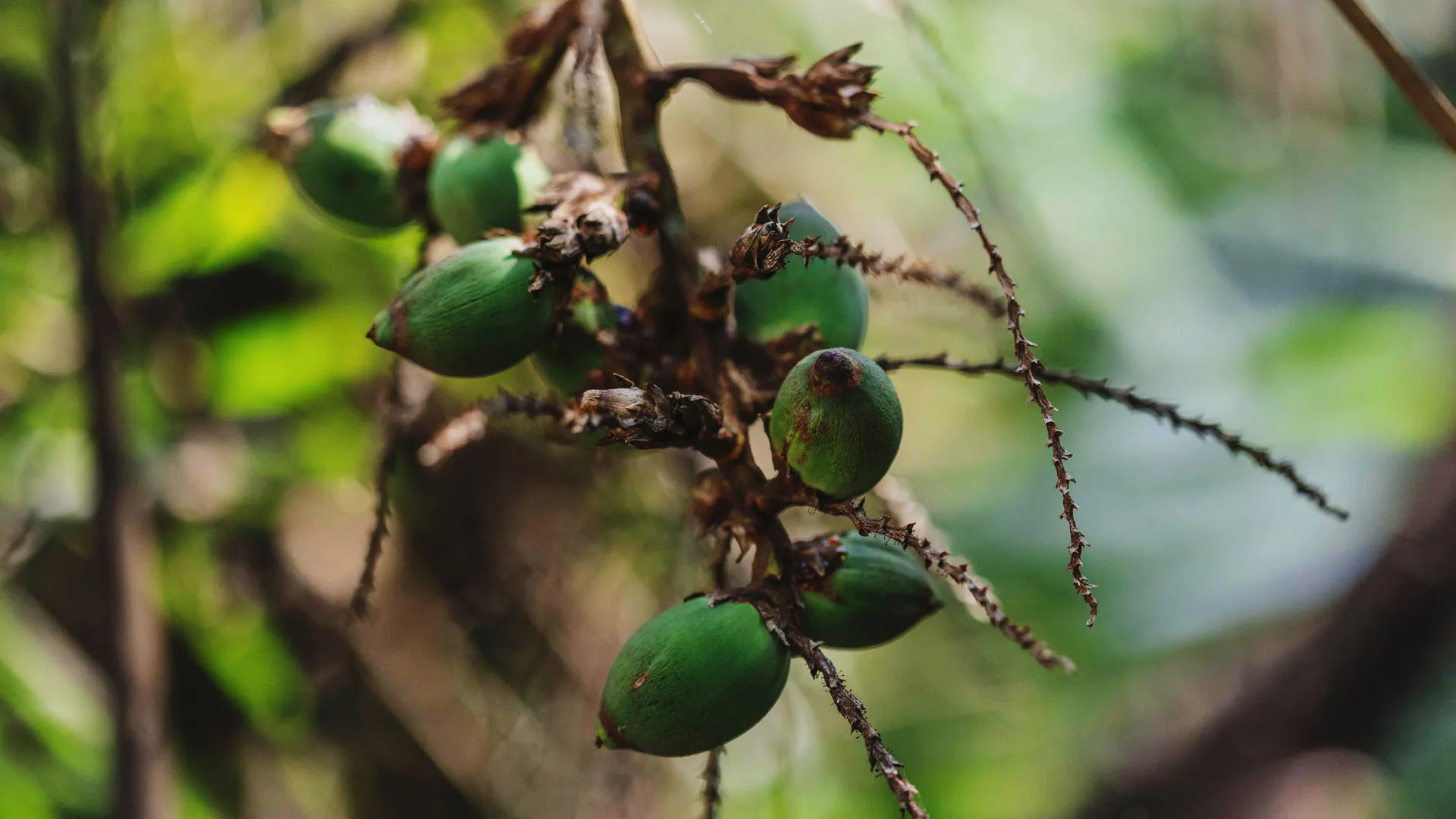 Frutos do acumã-branco, que lembram pequenos cocos com a ponta mais alongada.