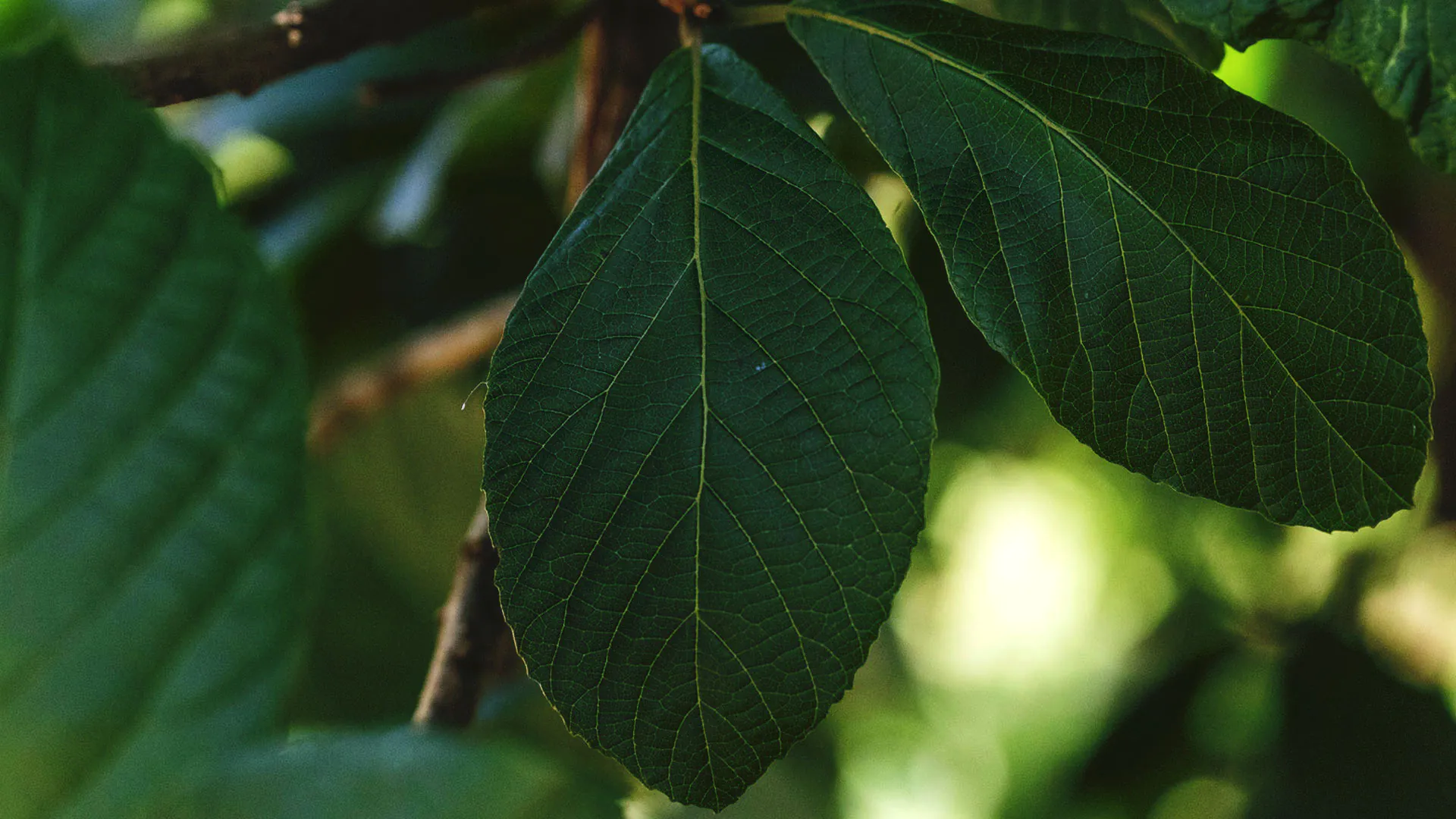 Folha da baba-de-boi. Tem cor verde-escuro, nervuras amarronzadas e finas, e as bordas das folhas são levemente dentadas nas pontas.